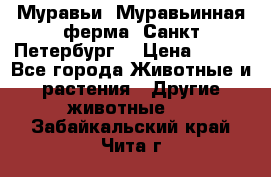 Муравьи, Муравьинная ферма. Санкт-Петербург. › Цена ­ 550 - Все города Животные и растения » Другие животные   . Забайкальский край,Чита г.